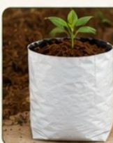 Cocopeat grow bag with a young seedling